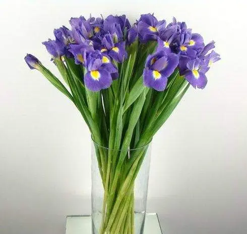 Ирисы