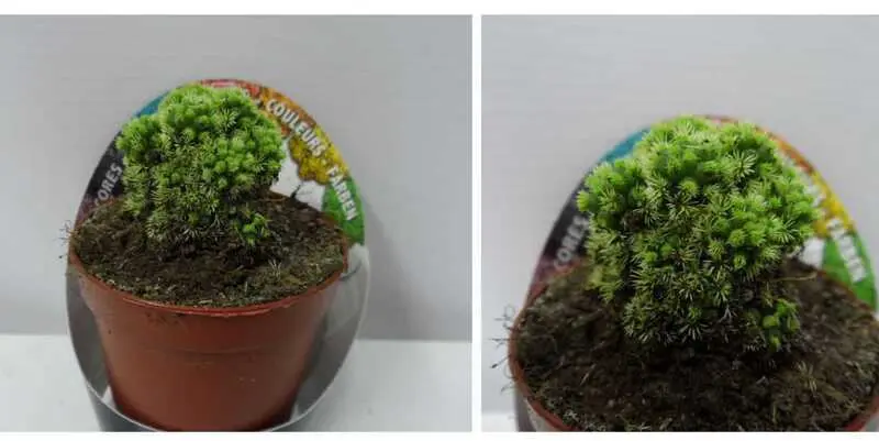 Кактус Грин Д5