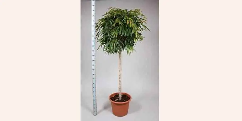 Фикус Бенжамина Алли Д21 Н100