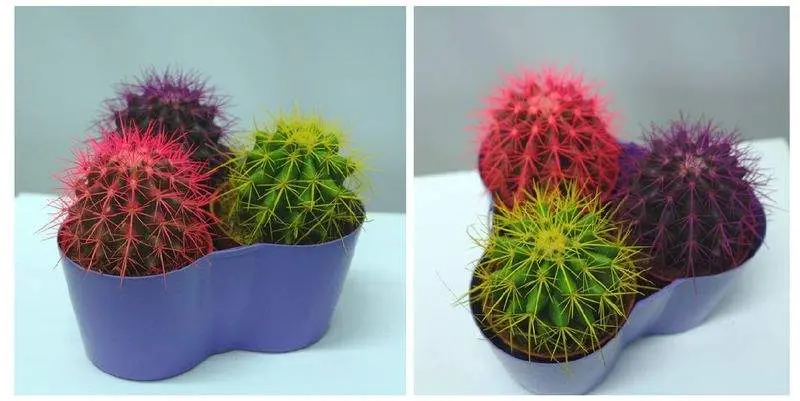 Эхинокактус Грузони Крашеный Д8