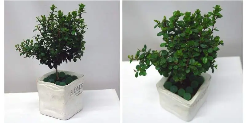 Композиция Мирт