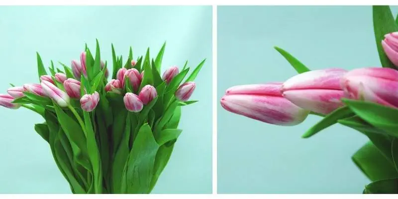 Тюльпан Циркуит