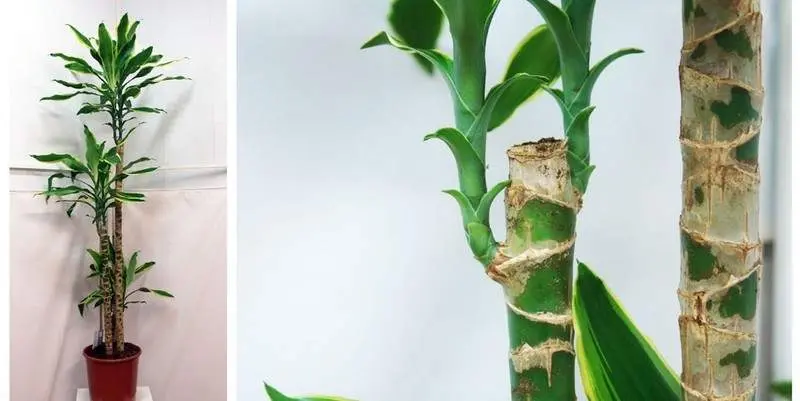 Драцена Фрагранс Голден Кост Д21 Н90