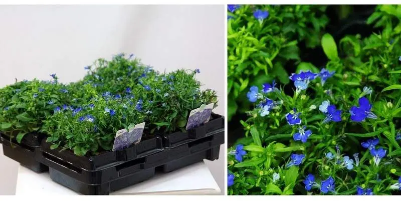 Растение открытого грунта Лобелия темно-синяя Д9