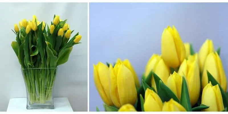 Тюльпаны Еллоу Флайт