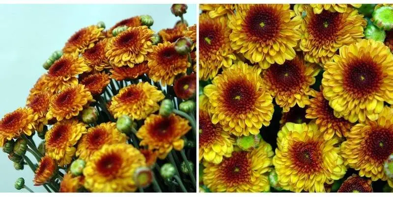 Хризантема Лекси