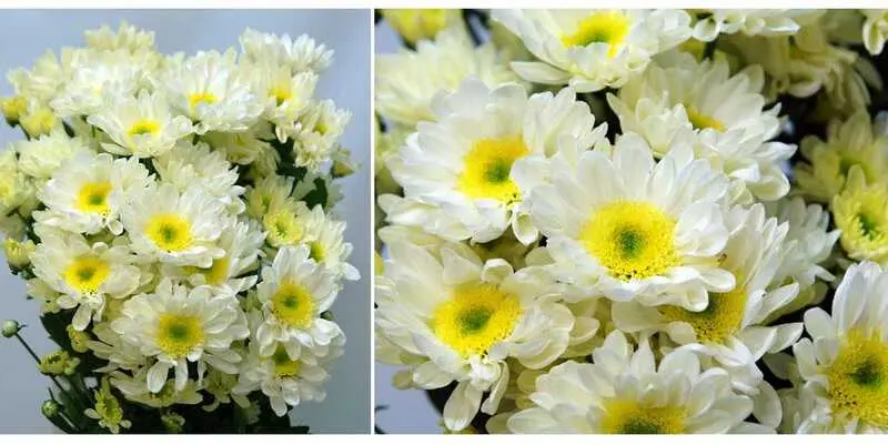 Мона Лиза кремовая 