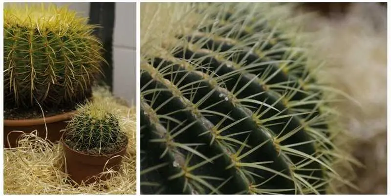 Эхинокактус Грузони Д28 Н30