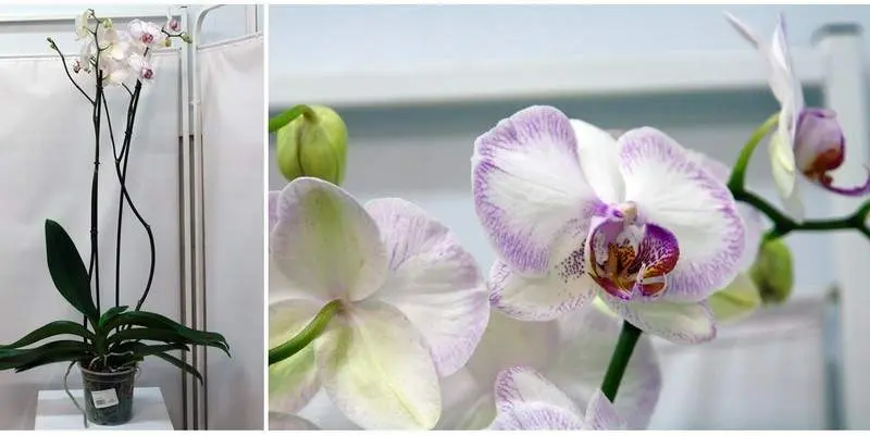 Фаленопсис 2ст. Д15 