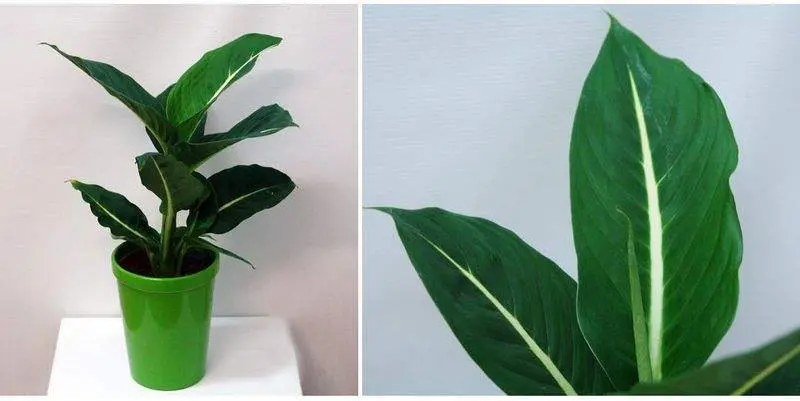 Диффенбахия Грин Меджик Д12 Н35